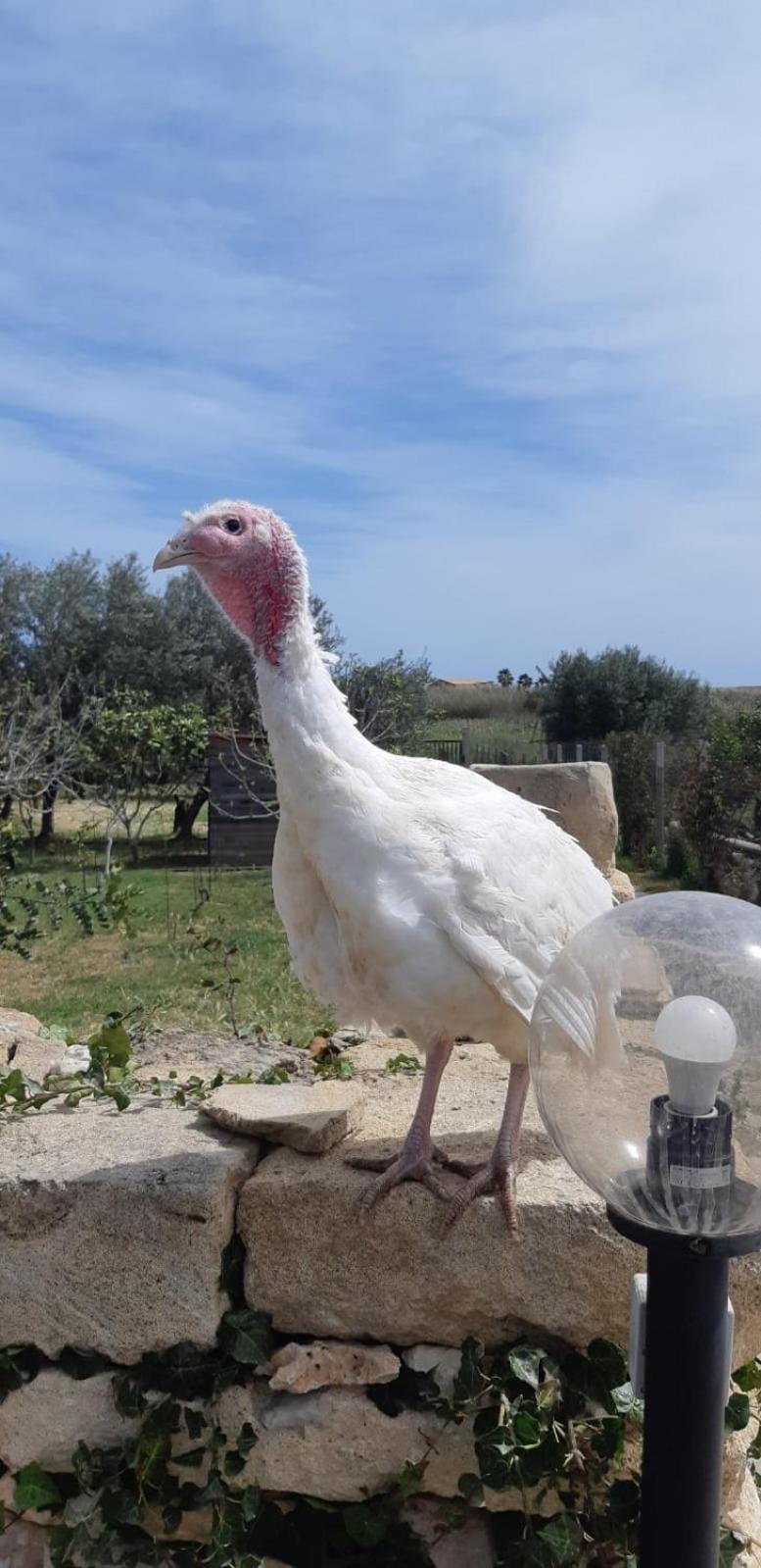 Villa Casa Le Gebbie à Marzamemi Extérieur photo